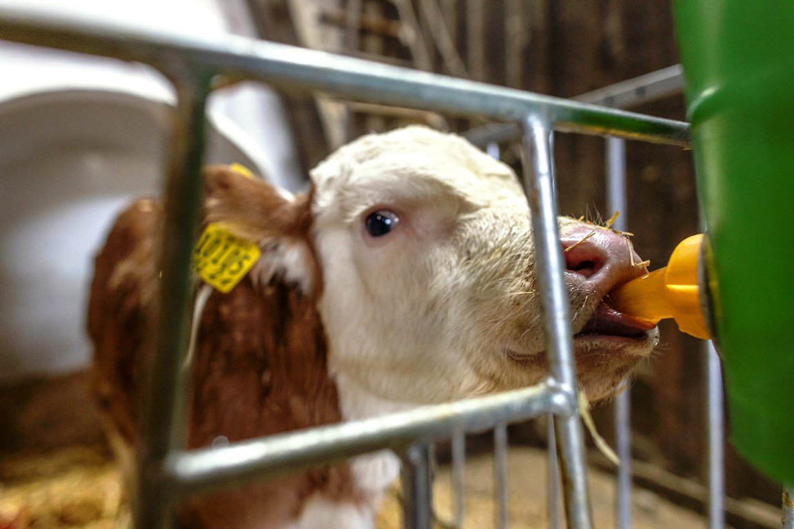 Online-Bauseminar: Laufstall zu Tierwohlstall