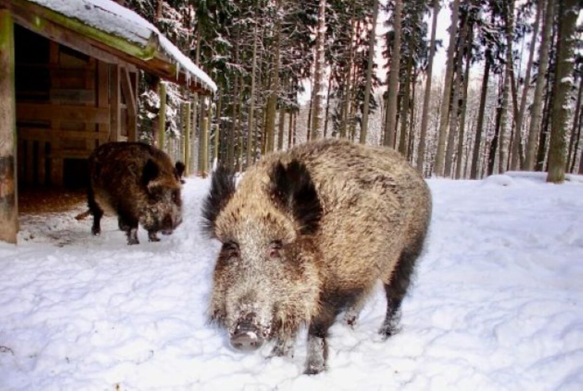 Vorsicht: Mehrere Wildunfälle mit Wildschweinen bei Neunburg