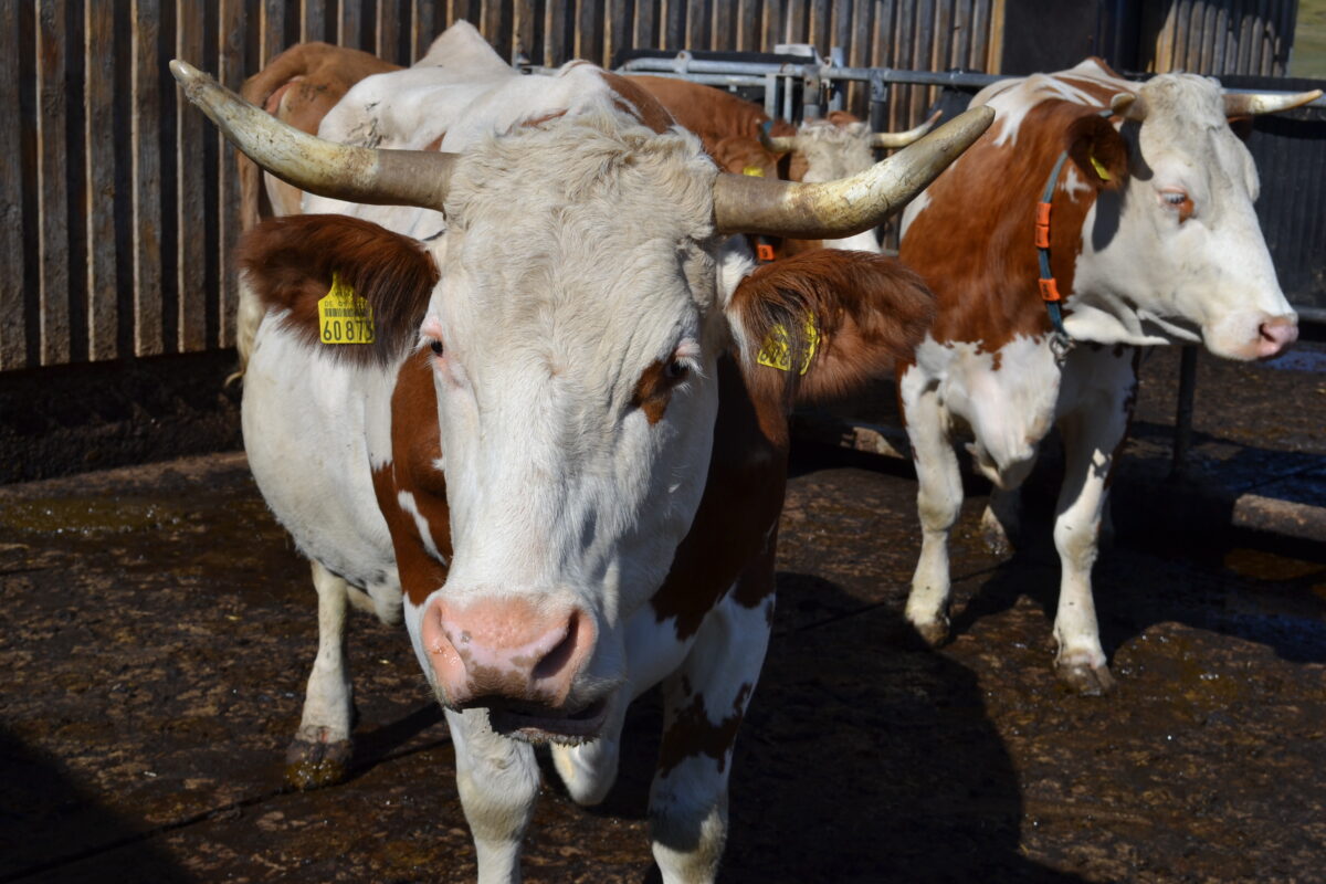 Beweidung: Rinderzüchter im Landkreis Tirschenreuth gesucht