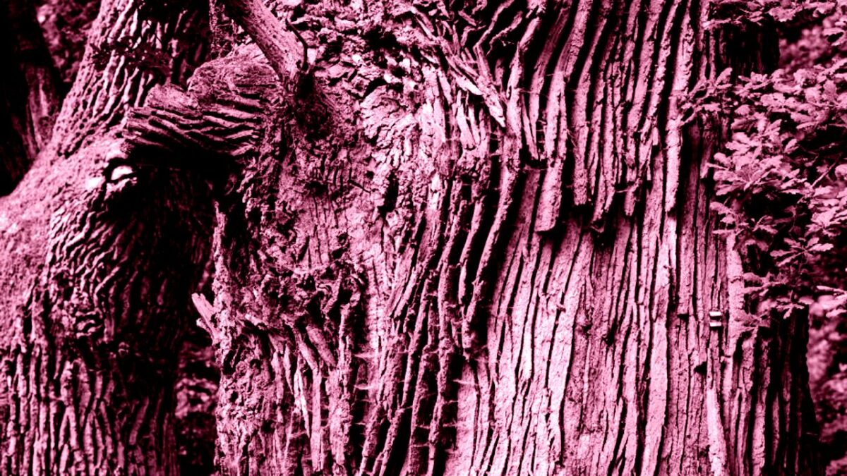 Märchen vom Baumriesen und den Glasmurmeln