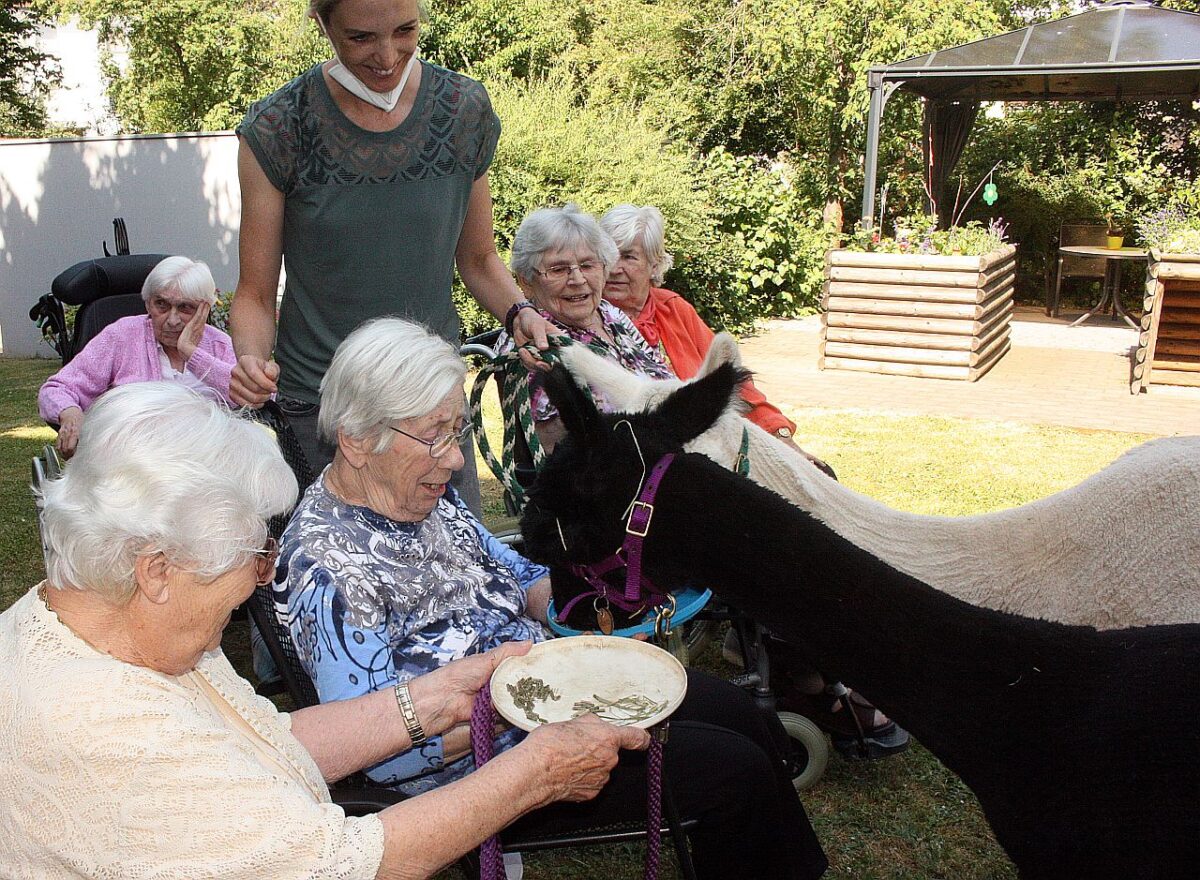 Alpakas als Herzensöffner und Therapiehelfer