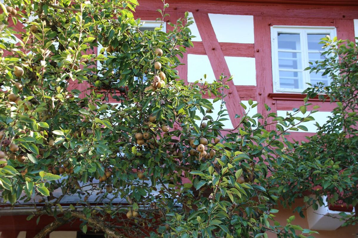 Warum sich ein Ausflug ins Freilandmuseum immer lohnt