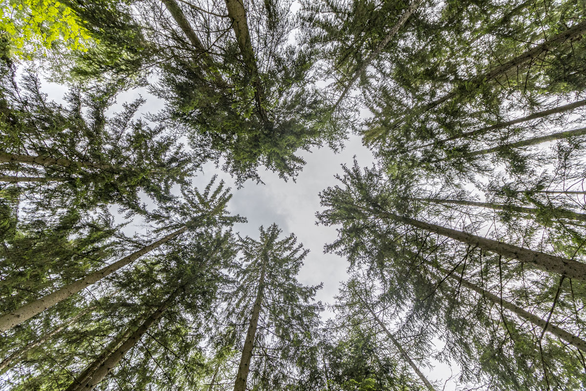 Bergwacht rettet Landwirt nach Forstunfall bei Neunburg vorm Wald