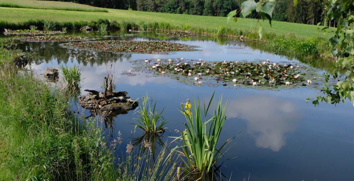 Ein Seerosenteich in voller Blütenpracht