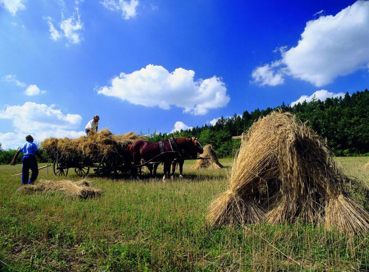 Warum sich ein Besuch im Freilandmuseum immer lohnt