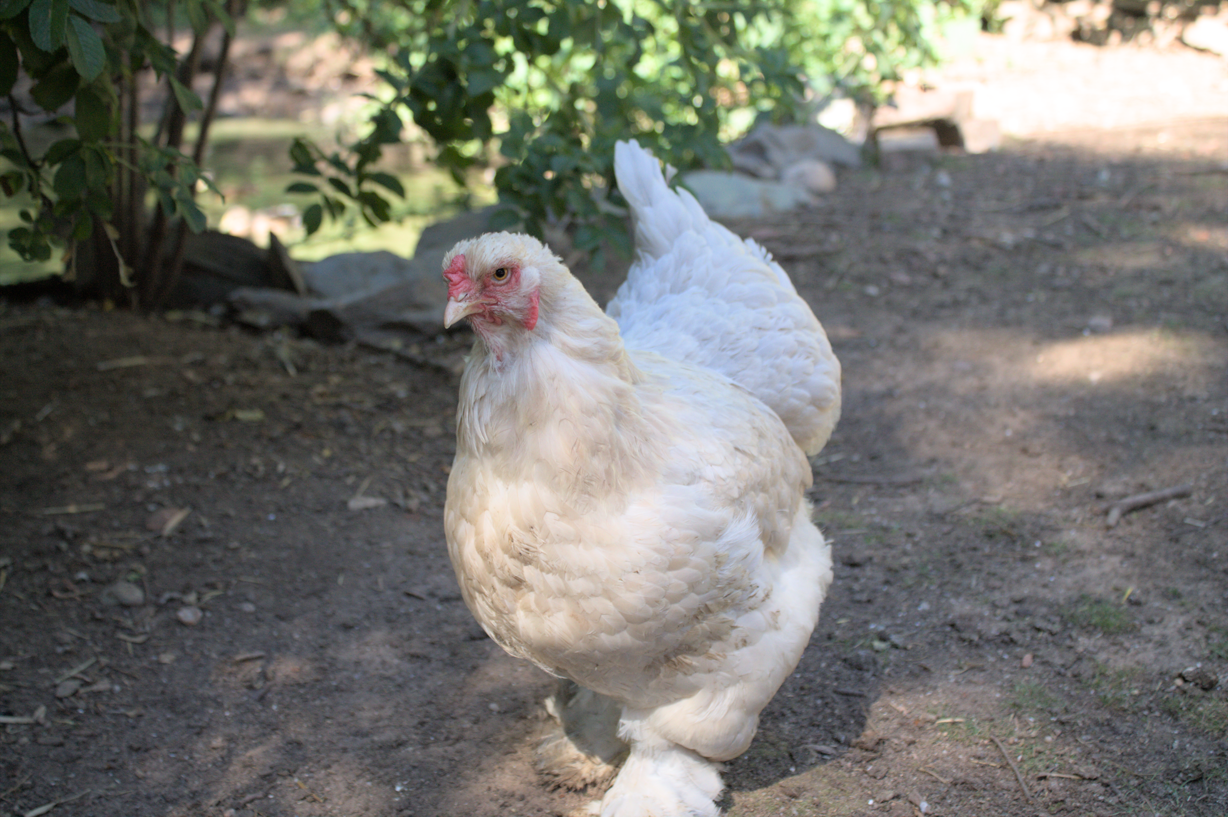 Dreister Oster-Diebstahl: Unbekannte stehlen einem 93-Jährigen in Hahnbach 15 Hühner