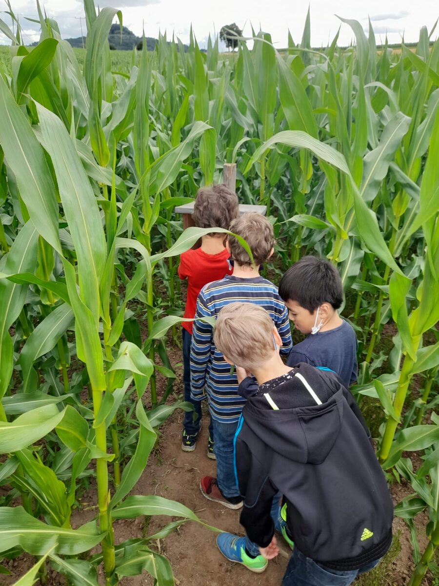 Tolle Erlebnisse auf dem Bauernhof