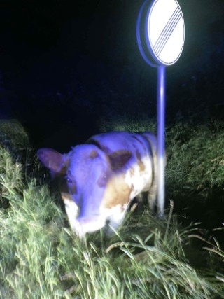 Kuh entlaufen Polizei Tirschenreuth Fuchsmühl