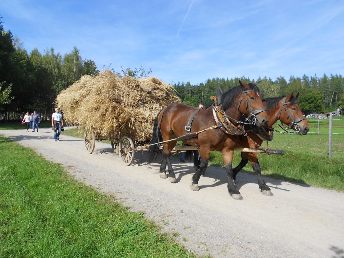 Ein Familienevent: Getreide dreschen im Freilandmuseum Oberpfalz