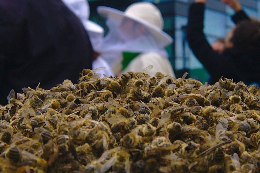 Bienen und Wespen am Haus: Was ist rechtlich zu beachten?