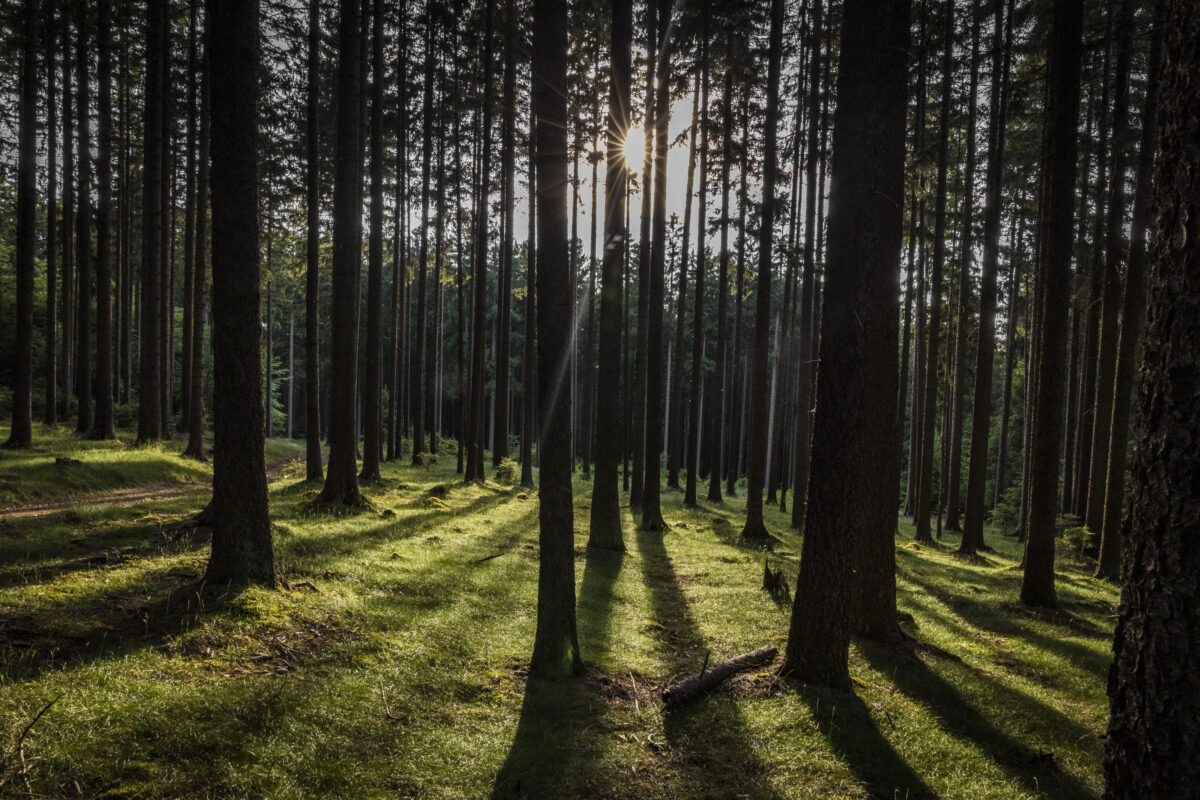 Die Kathedrale der Natur hat jetzt ein neues Logo