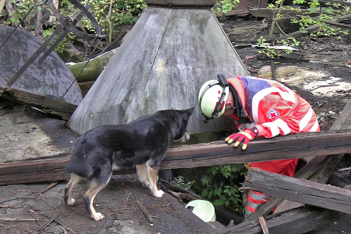 Retter im Katastrophenfall: Tierische Supernasen beweisen in Weiden ihr Können