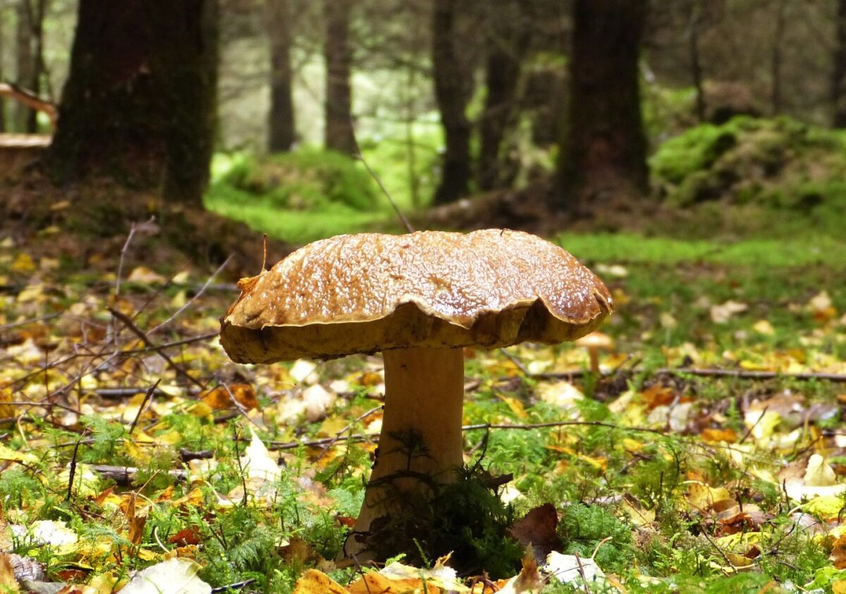 Pilzexkursion begeistert Naturfreunde am geologischen Lehrpfad in Tännesberg