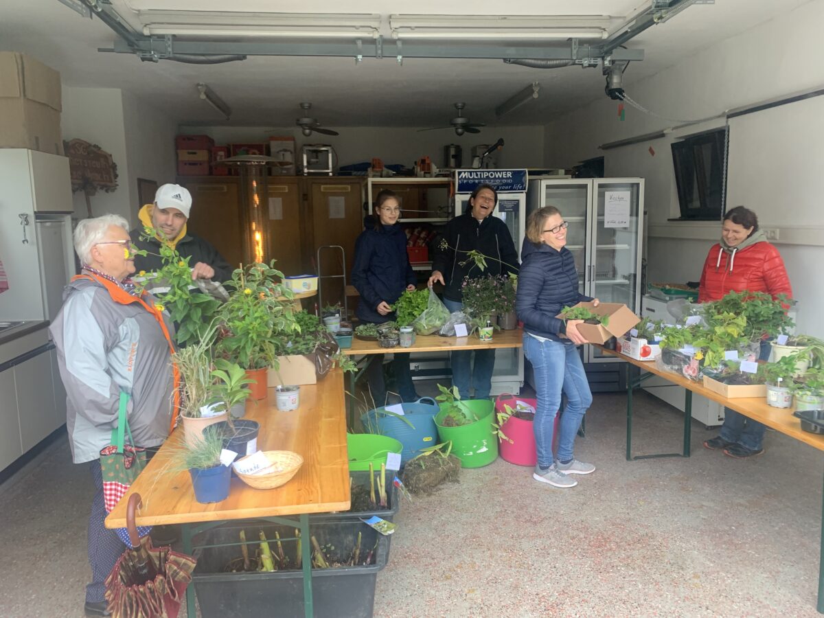 Pflanzbörse: Von Küchenkräutern über Steingewächse bis hin zu Blumensamen