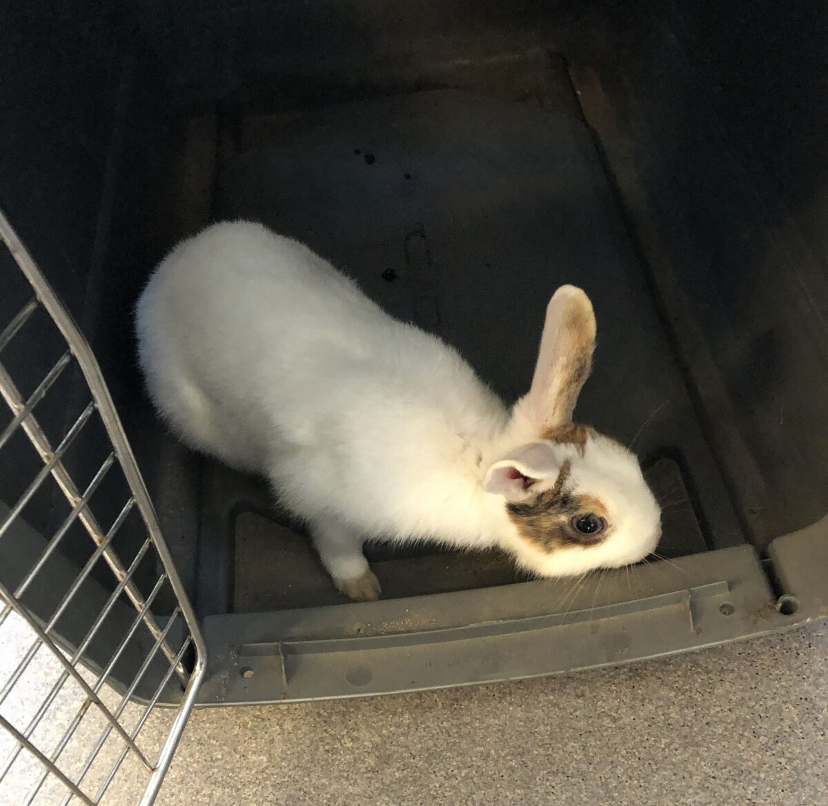 Kaninchen ausgesetzt – Anzeige folgt