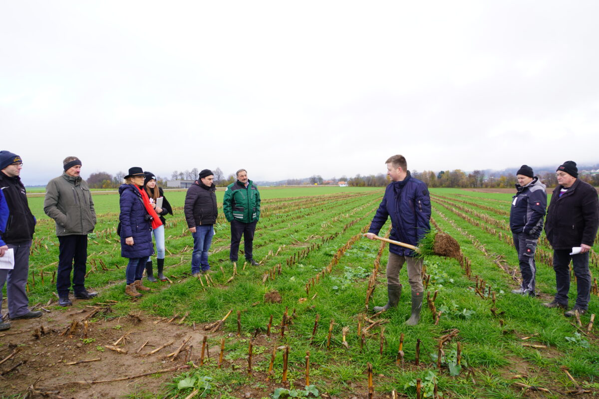 Wasserschutz und Weidelgras im Mais