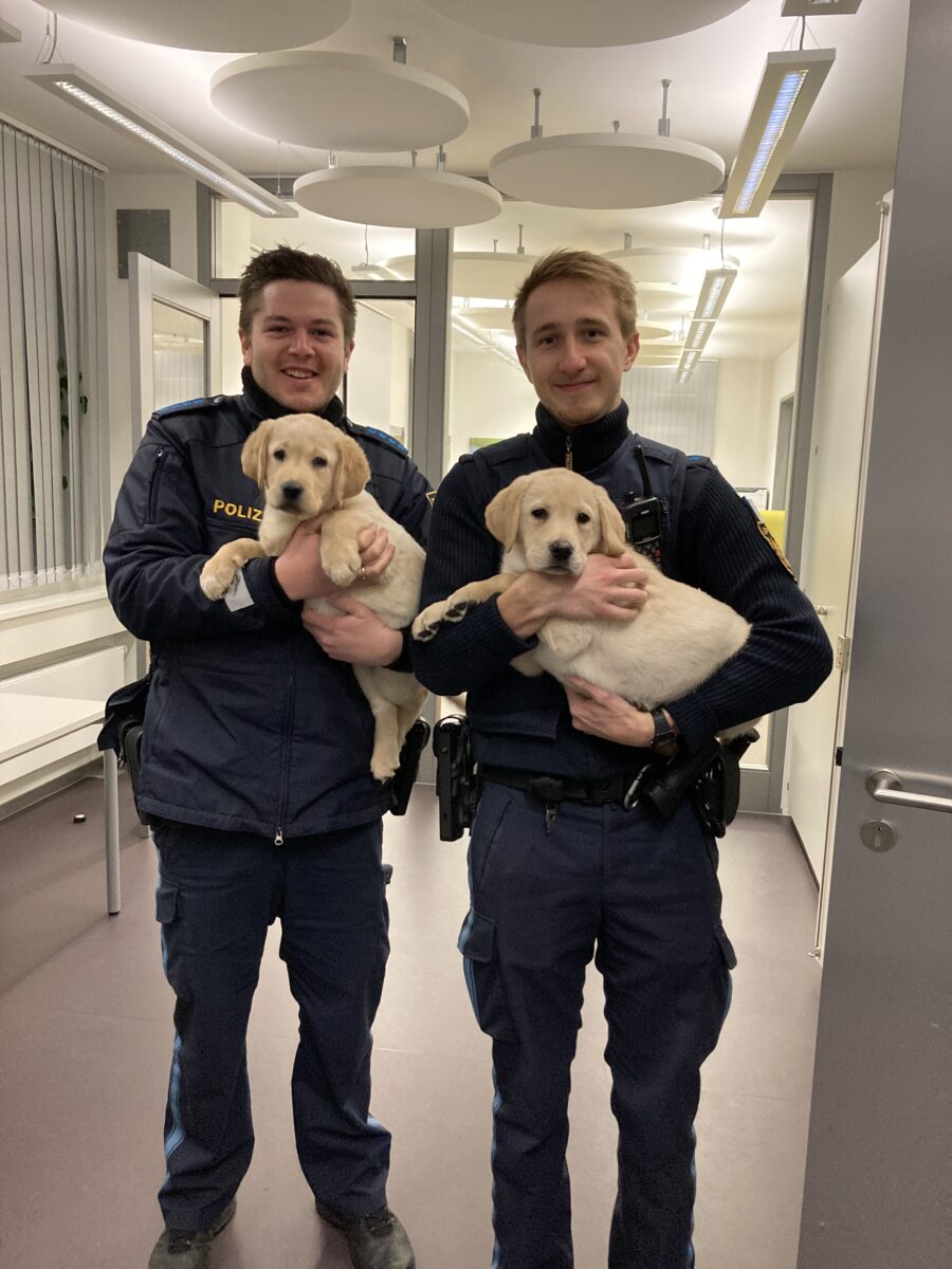 Ausgebüxte Hundewelpen gehen auf Entdeckungstour