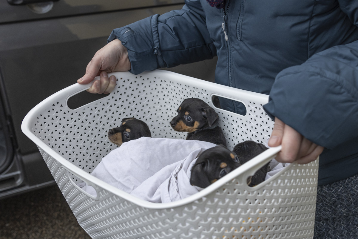 eschlagnahmte Hundewelpen Weiden Tierschutzverordnung Amtstierärztin