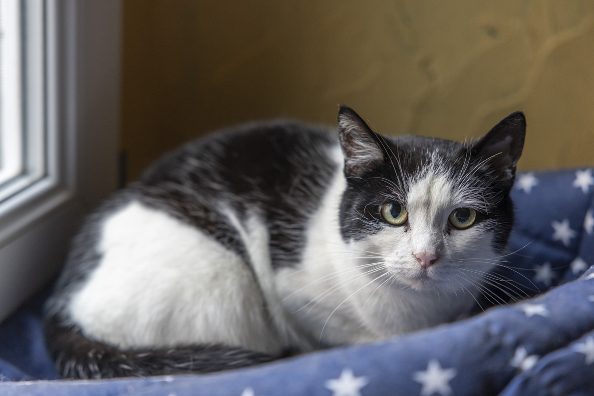 Katze in Maxhütte-Haidhof mit Luftgewehr verletzt