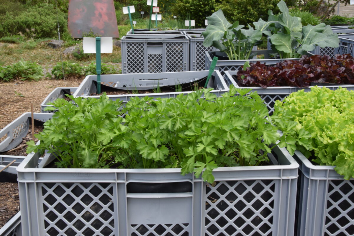 Gewusst wie: Onlineschulung "Wissen wie's wächst und schmeckt"