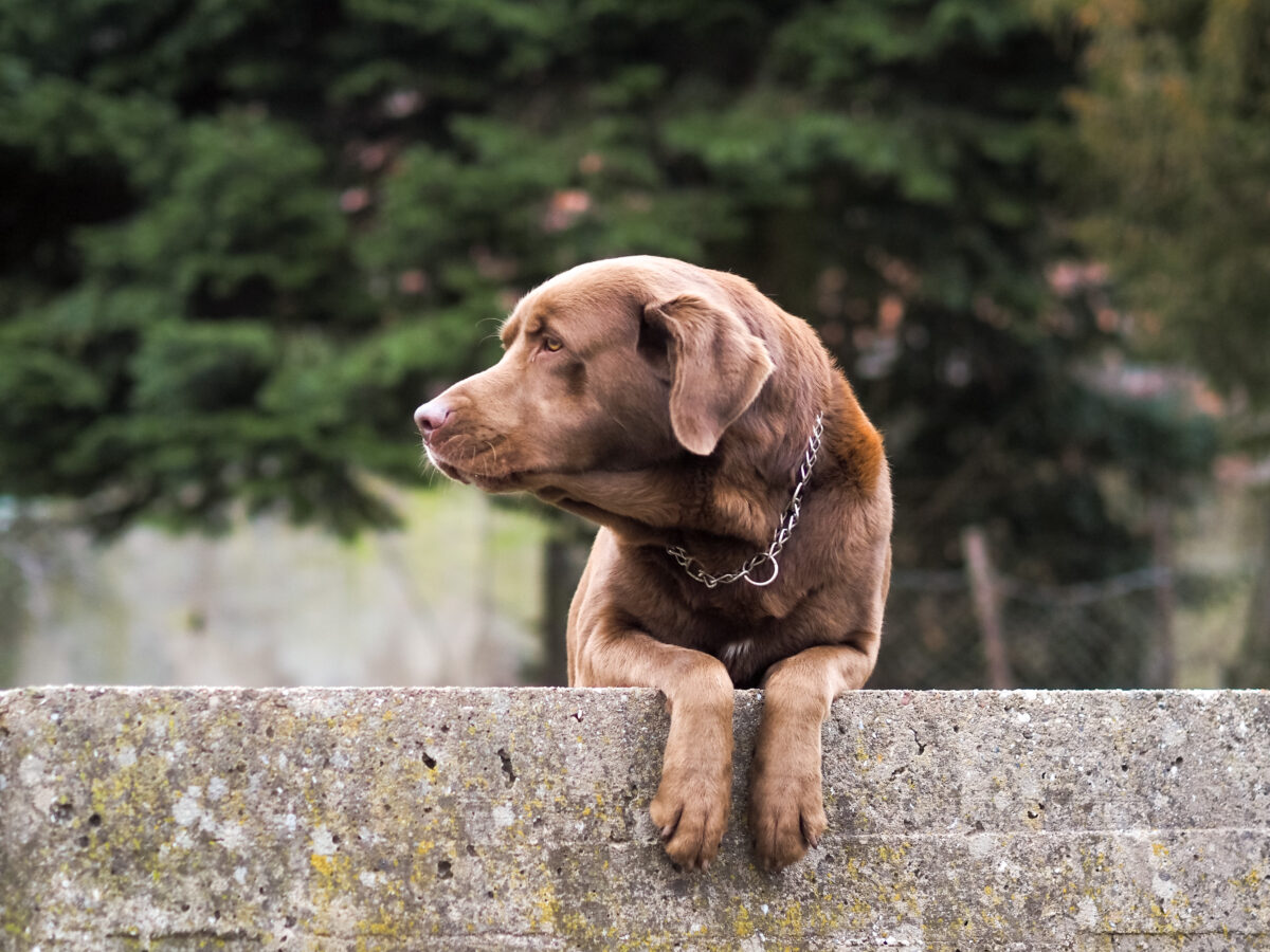 Erleichterung für Bello, Minka &amp; Co. – bei Hitze auch an die Haustiere denken!
