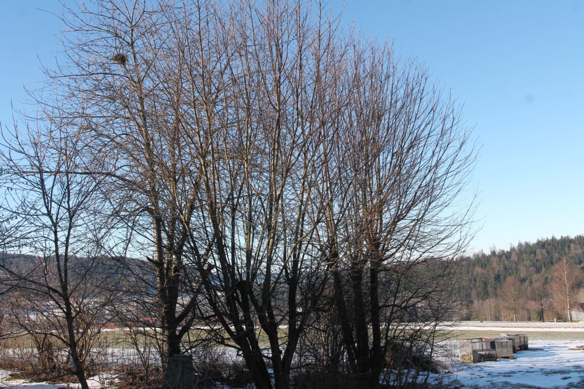 Erster wichtiger Termin für "Gartler"