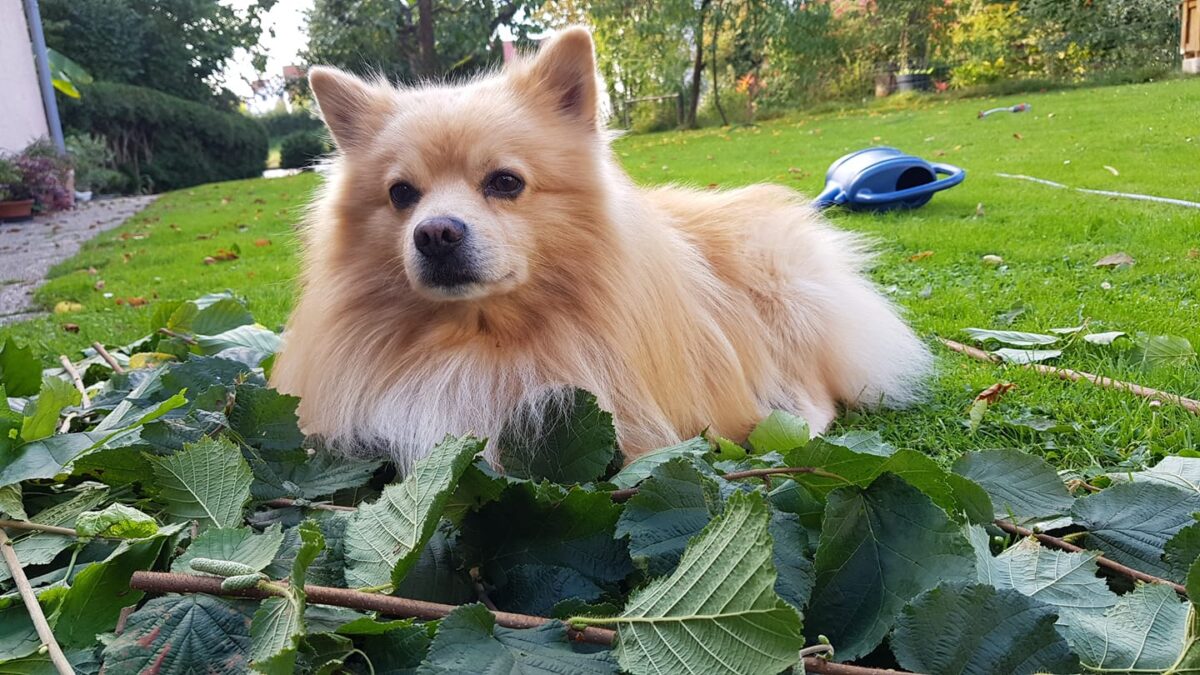 Wie süß! Hier kommen die niedlichen Haustiere der Nordoberpfalz