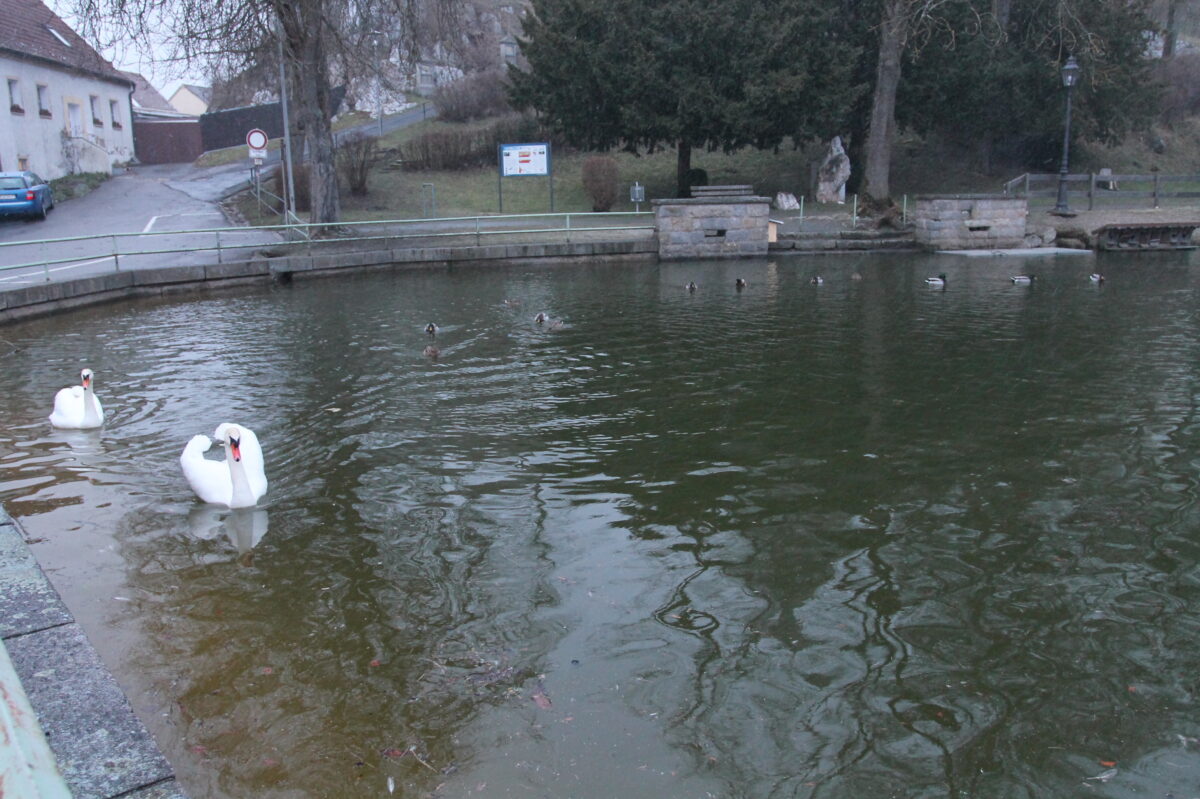 Pleysteiner Stadtrat berät über Stadtweiher-Abdichtung