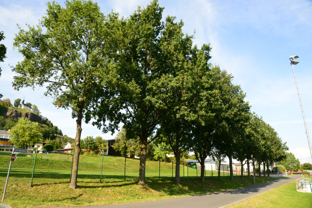 Auch Parkstein braucht ein Baumkataster