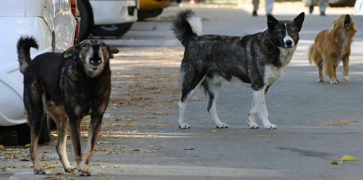 Polizei-Wochenende in Weiden: Abgewatschter Disco-Besucher und kratzender Streuner