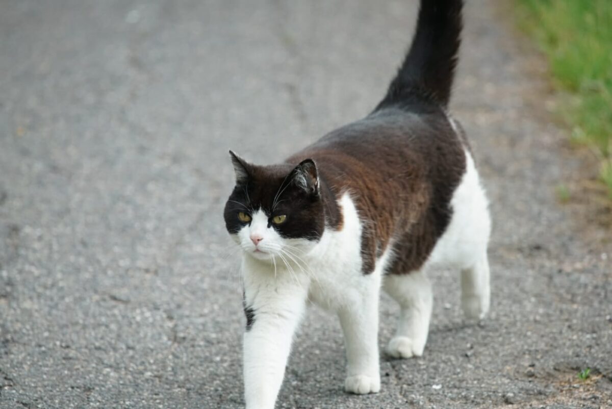 Kater wird vermisst: Wer hat ihn gesehen?