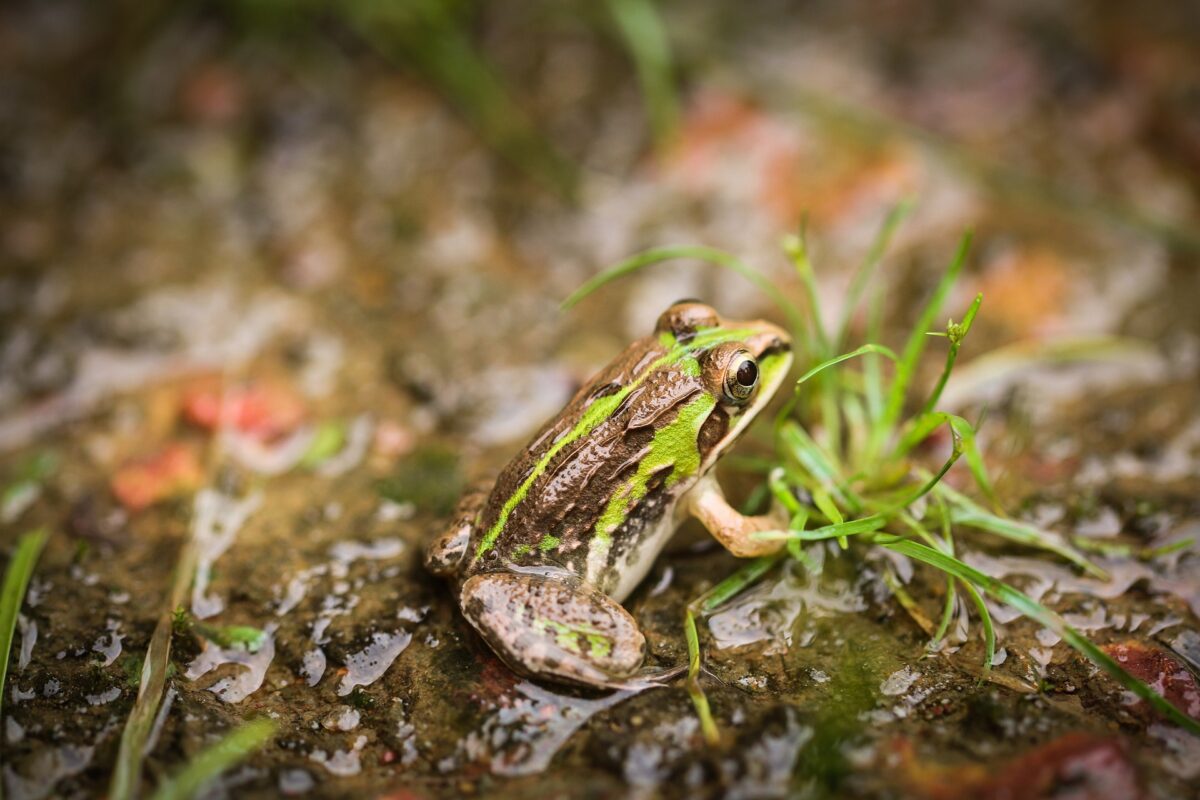 Froschgeschichten in der Regionalbibliothek