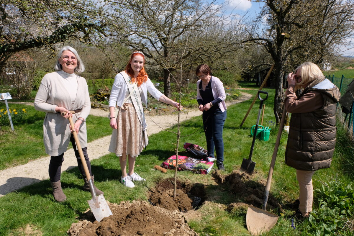 Holunderkönigin pflanzt Zitronenapfel im Flosser Kreislehrgarten