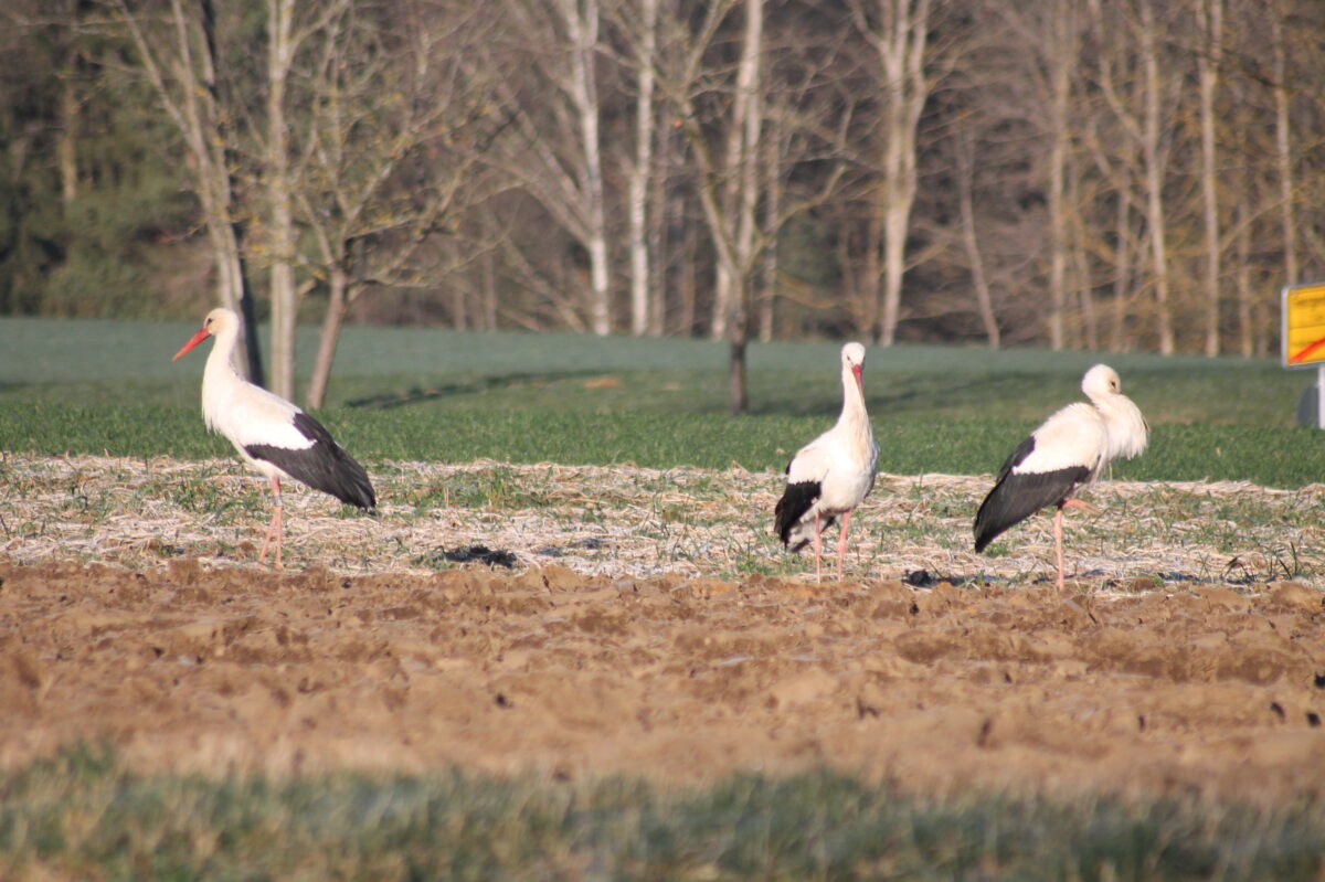 Den Störchen gefällts bei uns