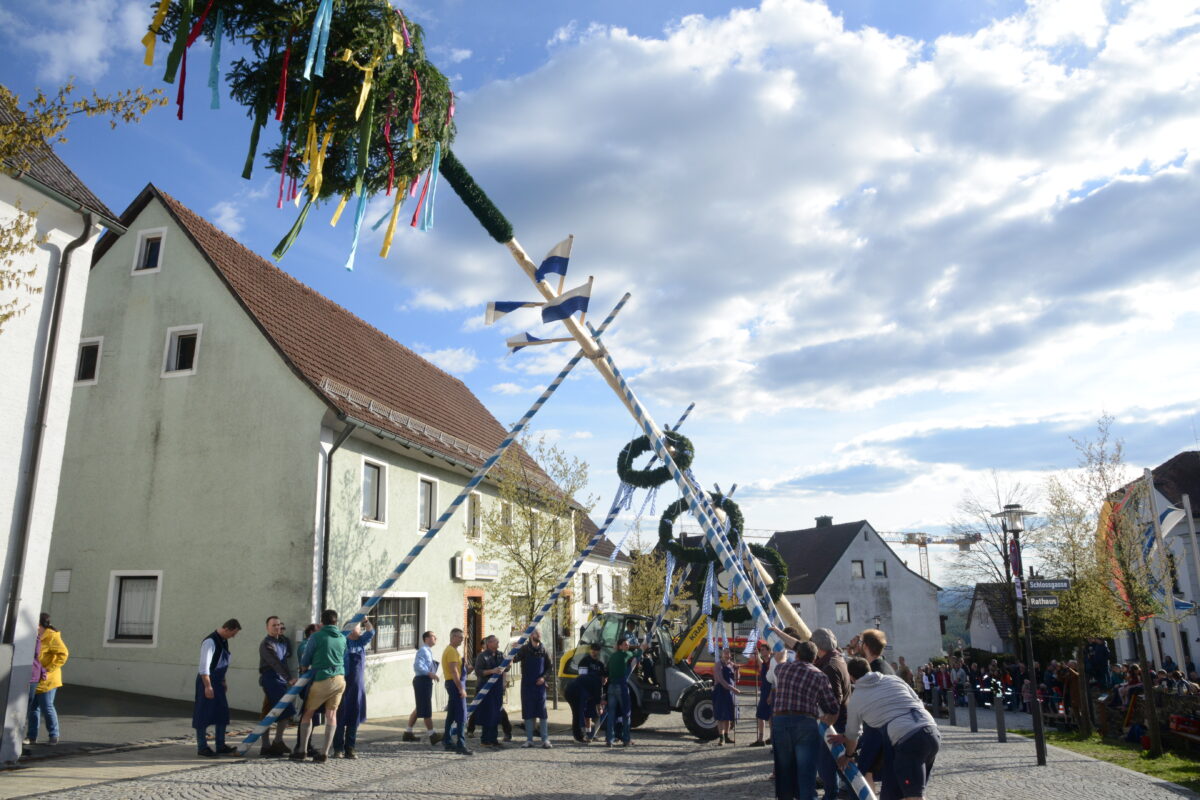 Maibaum mit Muskelkraft in die Höhe gestemmt