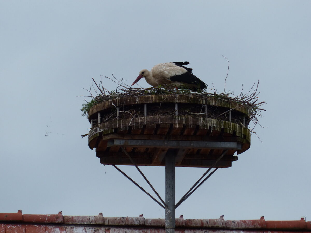 Fleißig am Brüten: In Luhe sind die Störche zurück