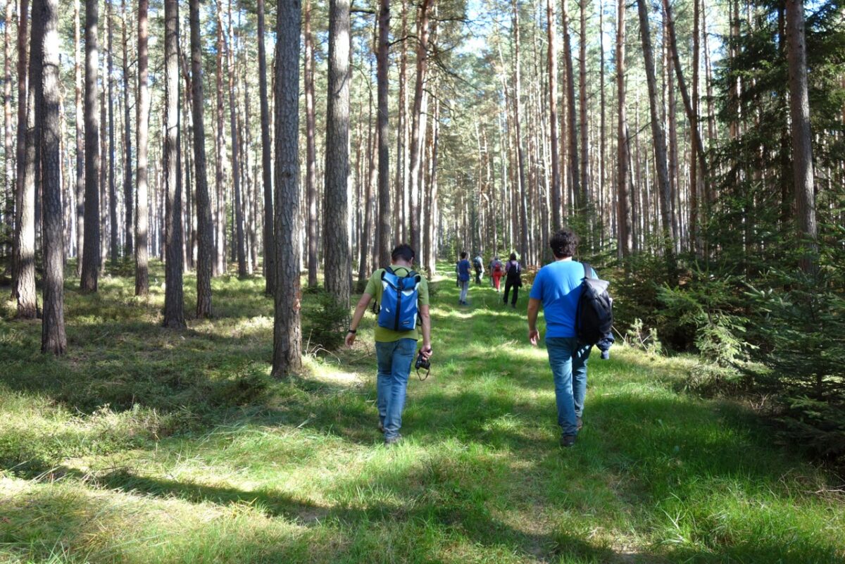 Wald, Wandern und Hüttensonntag am Ringlfelsen