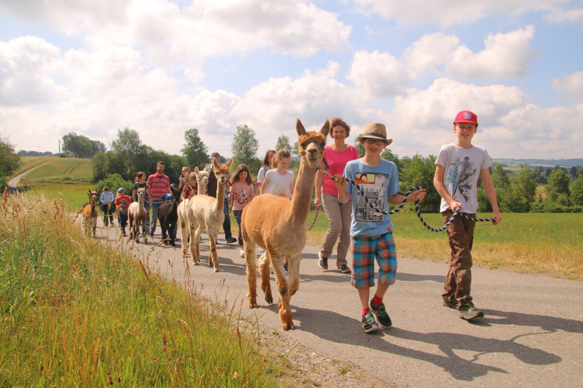 Junges Landvolk von Alpakas und kleinen Eseln begeistert