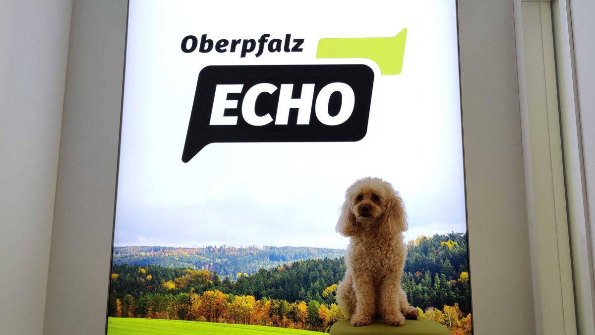 „Nimm deinen Hund mit zur Arbeit“-Tag: Nickis Schnuppertag bei OberpfalzECHO