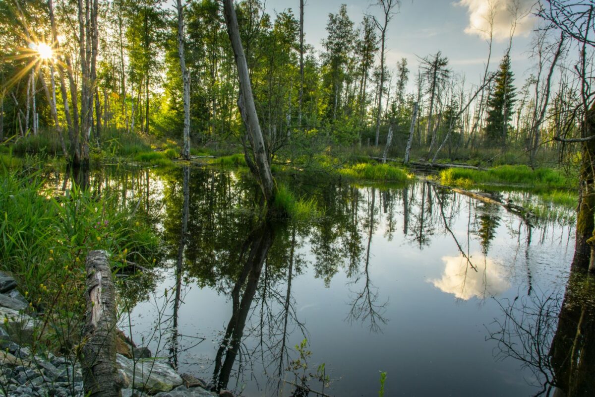 Erlebnisführung im „Land der 1000 Teiche“