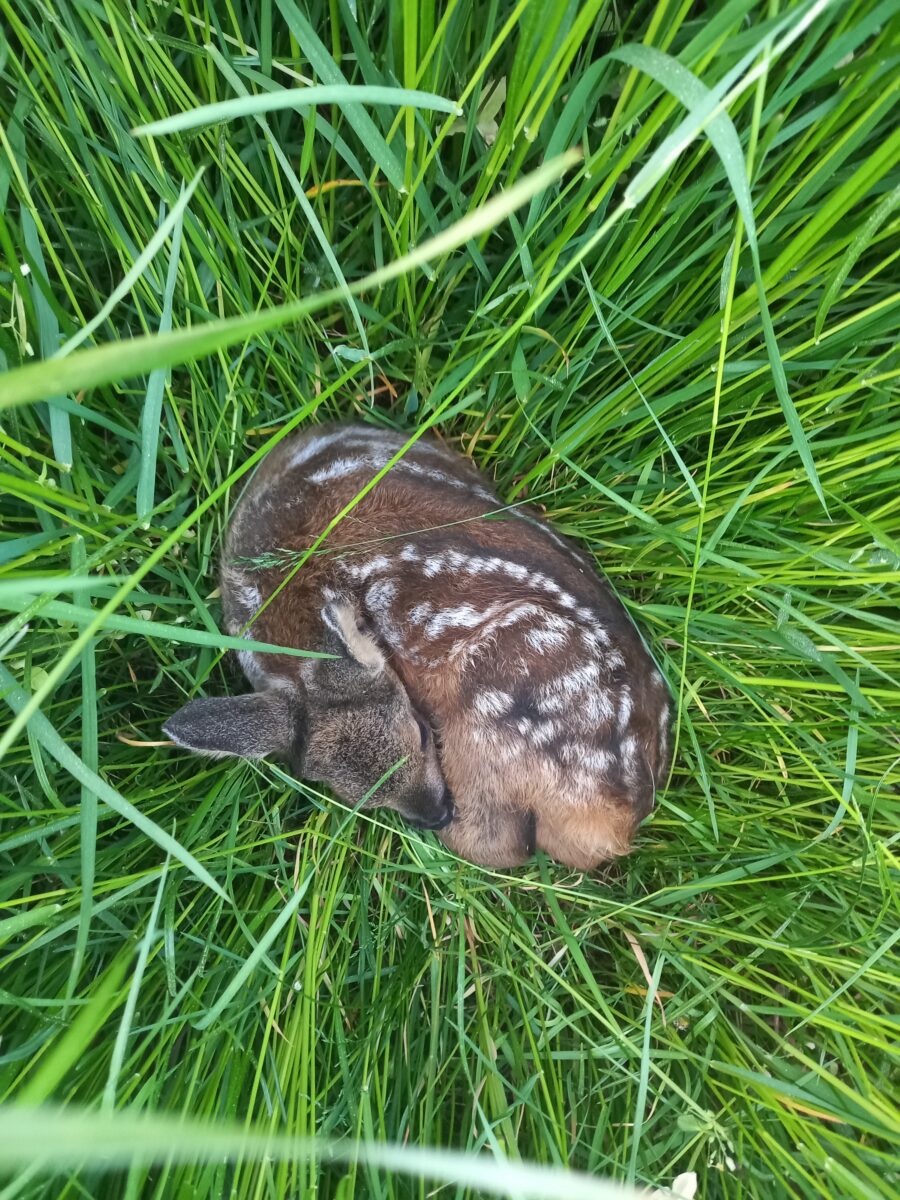 Die Vereinsidee kommt an – schon über 230 Rehkitze gerettet