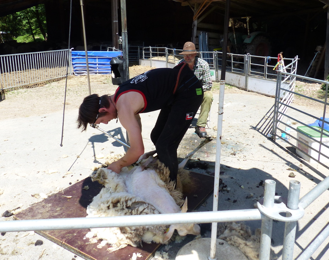Schafscherer mit Leib und Seele