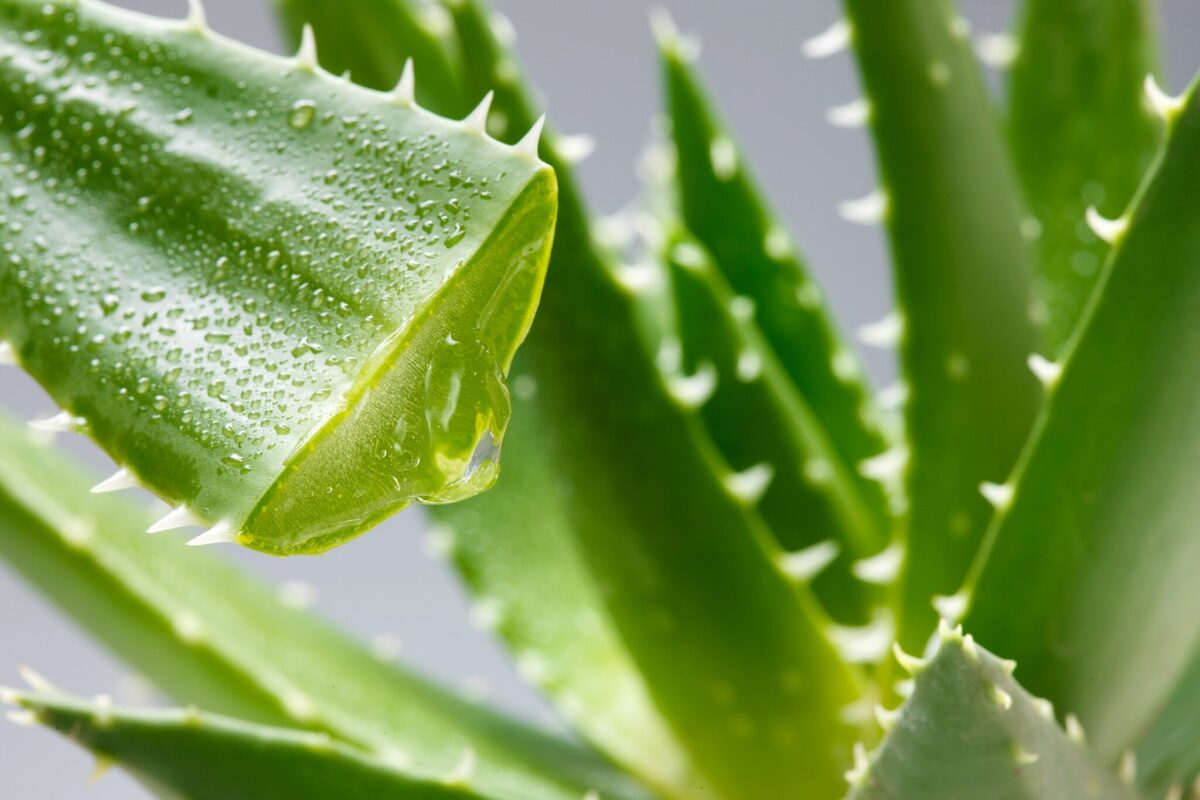 Aloe vera, die „Kaiserin der Heilpflanzen“, ist Thema bei der Kolpingsfamilie