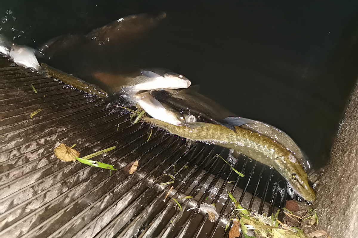 Opfer der Gülle: Hunderte Fische verenden beim Naturschutzgebiet Waldnaabtal