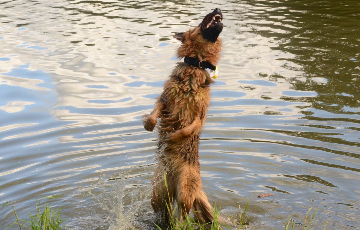 Erfolgreicher Hundebadetag im Schätzlerbad zum Saisonausklang