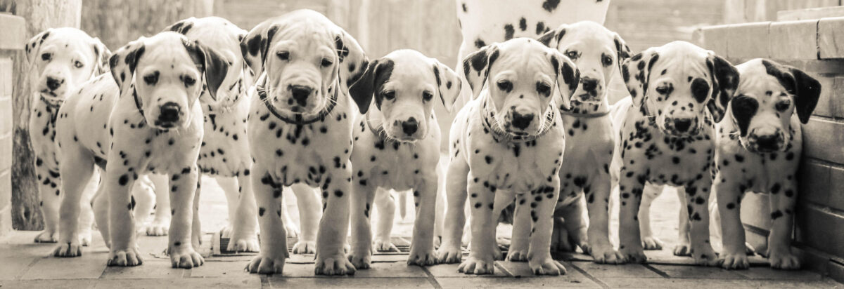 Internationale Dalmatiner-Zuchtschau in Tremmersdorf