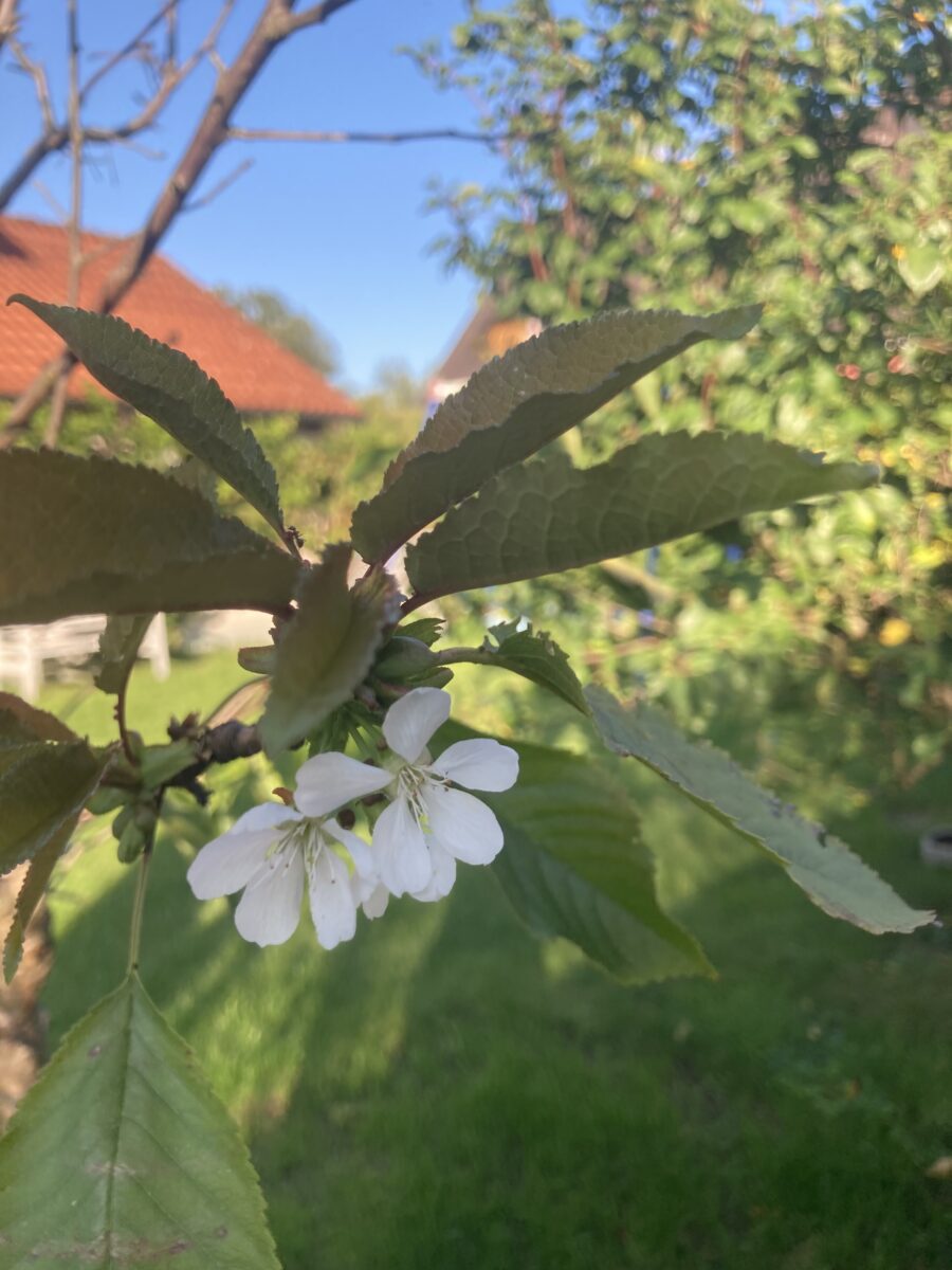 Notblüte Kirschbaum Ernte Klimawandel
