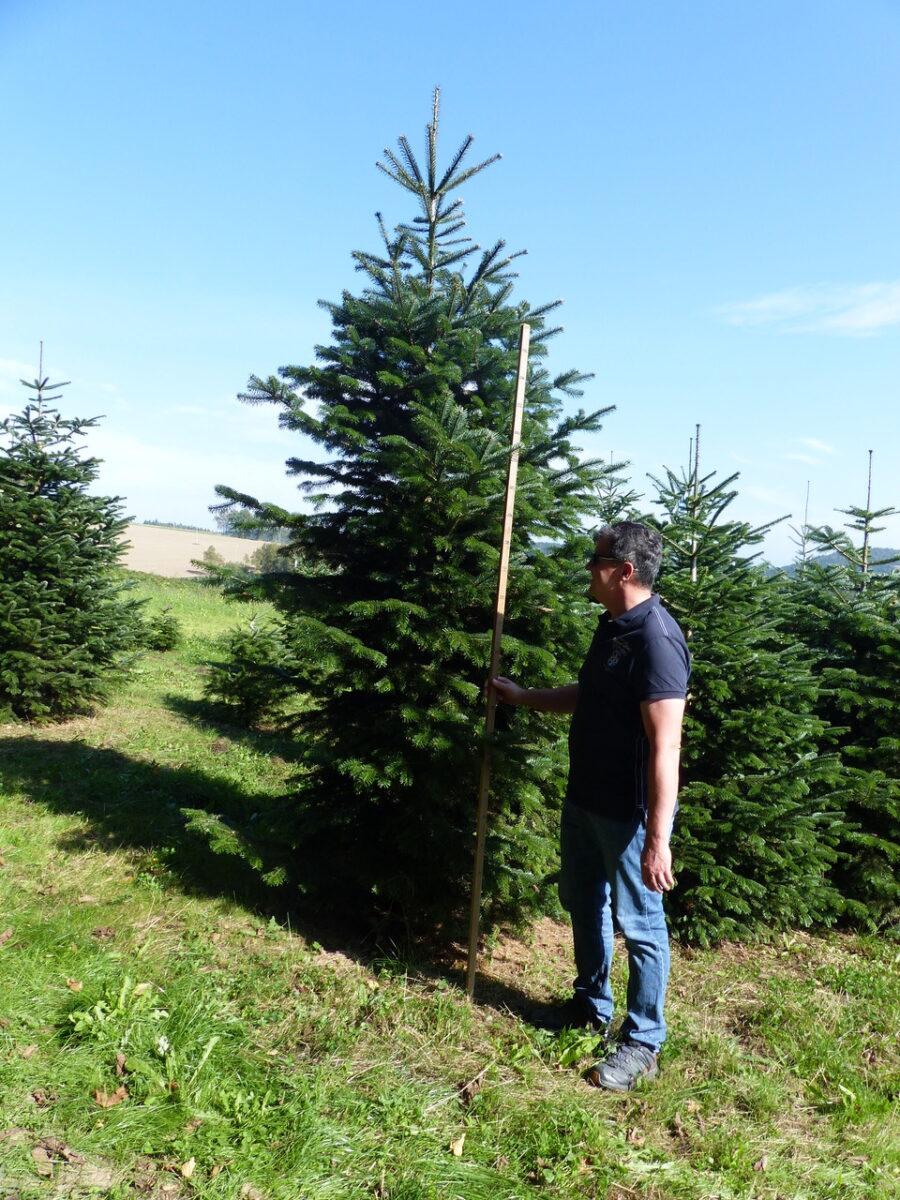 Jetzt schon an den Christbaum denken – Hoffest in Döllnitz