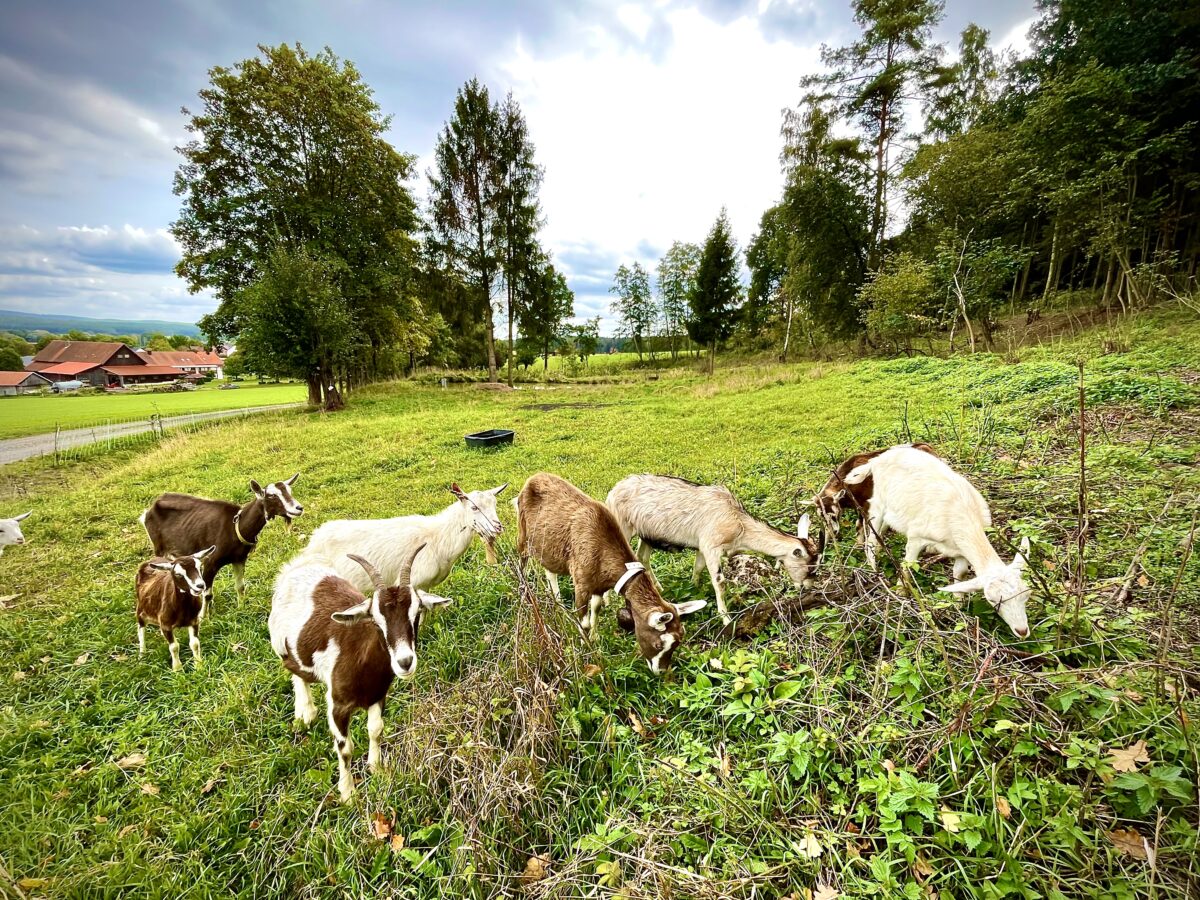 Ziegen als Landschaftspfleger – Kastl ergreift Maßnahmen fürs Ökokonto