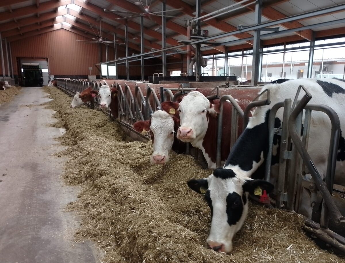 Laufstall statt Anbindehaltung: Landwirt Matthias Saller hat umgestellt